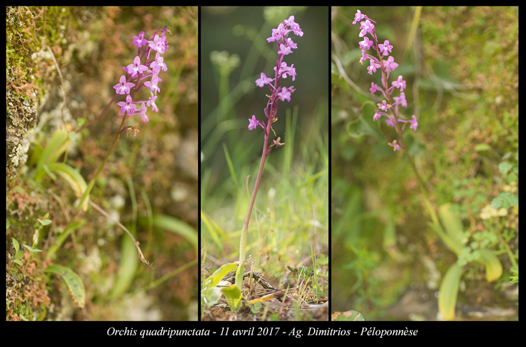 Orchis-quadripunctata