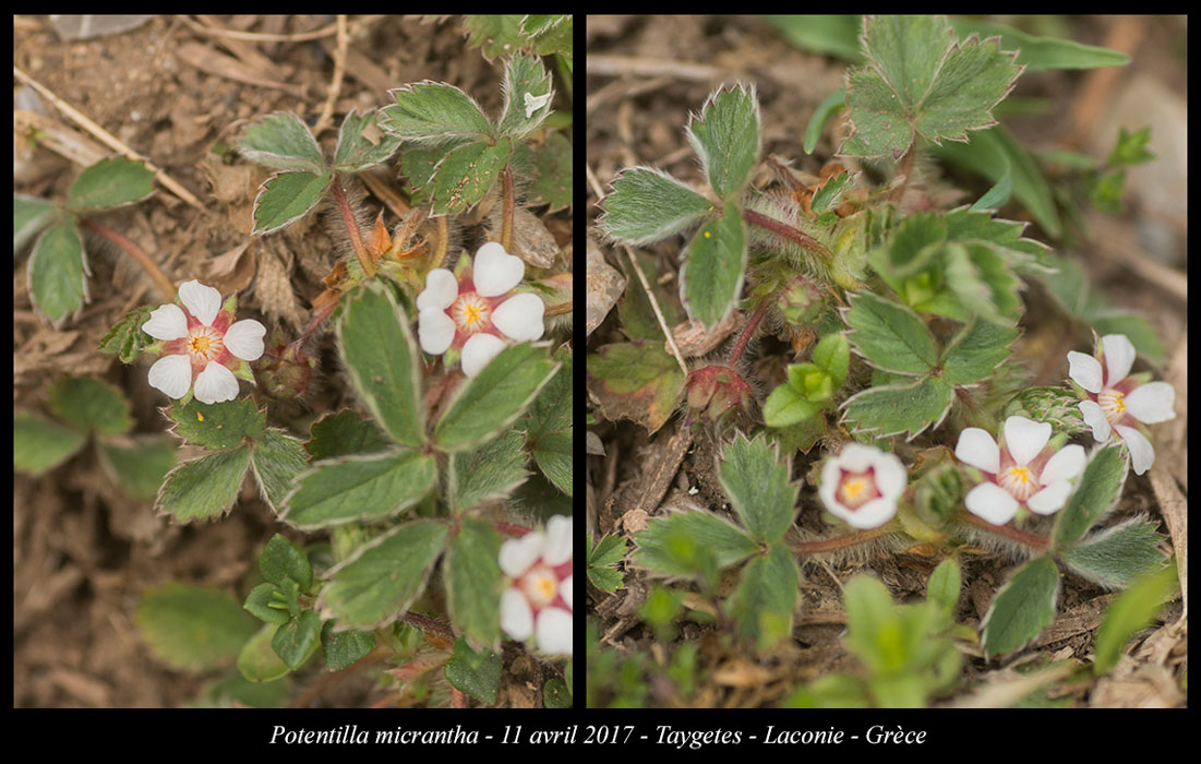 Potentilla-micrantha