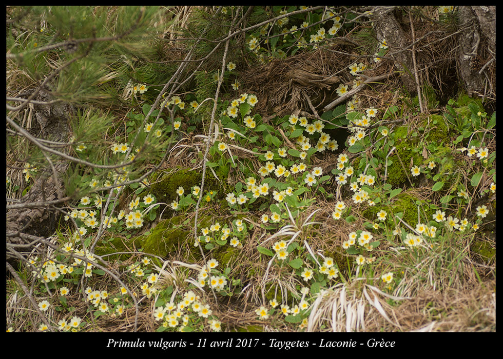 Primula-vulgaris