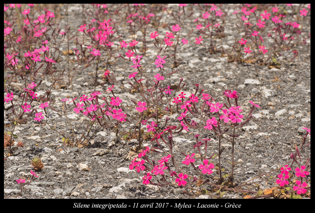 Silene-integripetala