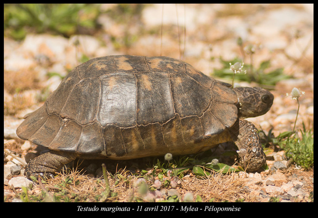 Testudo-marginata