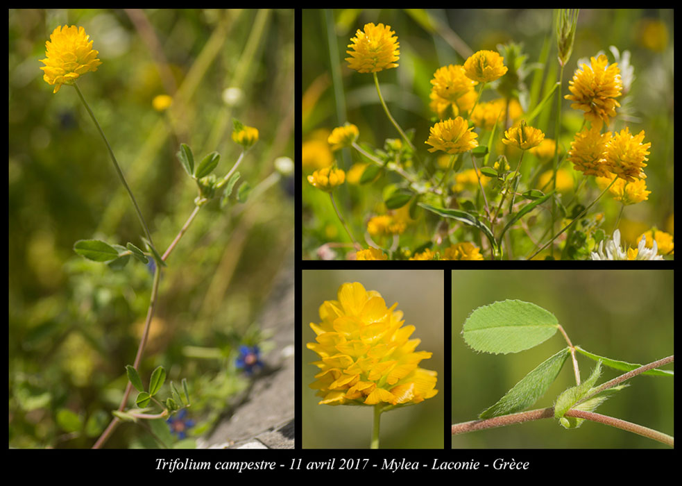 Trifolium-campestre