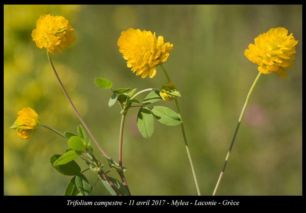 Trifolium-campestre2