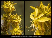 Asphodeline-lutea