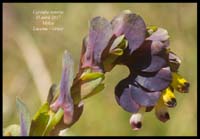 Cerinthe-retorta