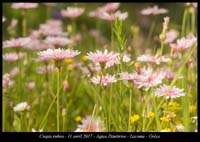 Crepis-rubra