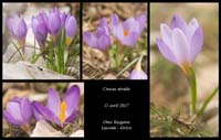 Crocus-nivalis