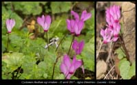 Cyclamen-rhodium-ssp-vividum