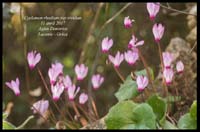 Cyclamen-rhodium-ssp-vividum2