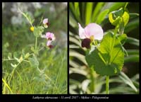 Lathyrus-oleraceus