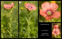 Linum-pubescens