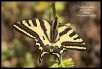 Papilio-alexanor