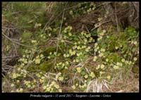 Primula-vulgaris