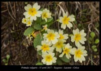 Primula-vulgaris2