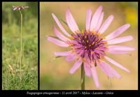 Tragopogon-eriospermus