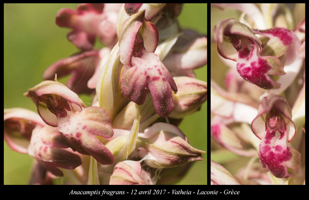 Anacamptis-fragrans2