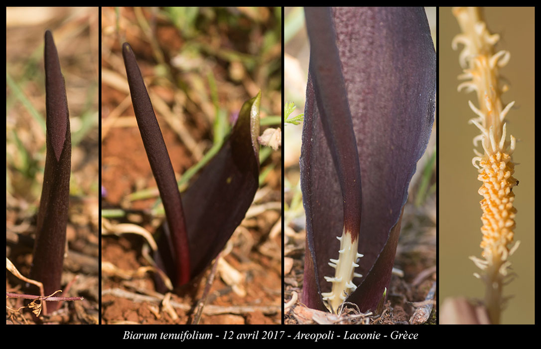 Biarum-tenuifolium