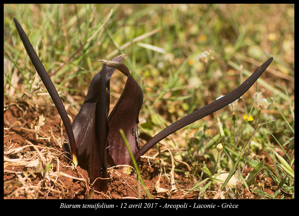 Biarum-tenuifolium3