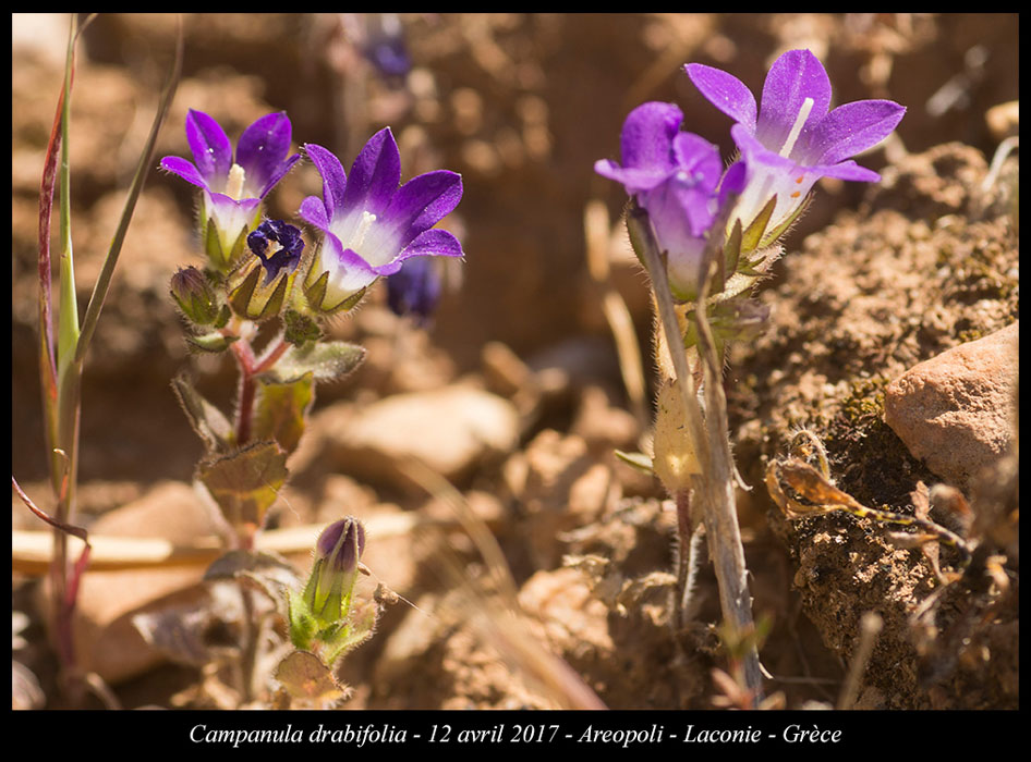 Campanula-drabifolia