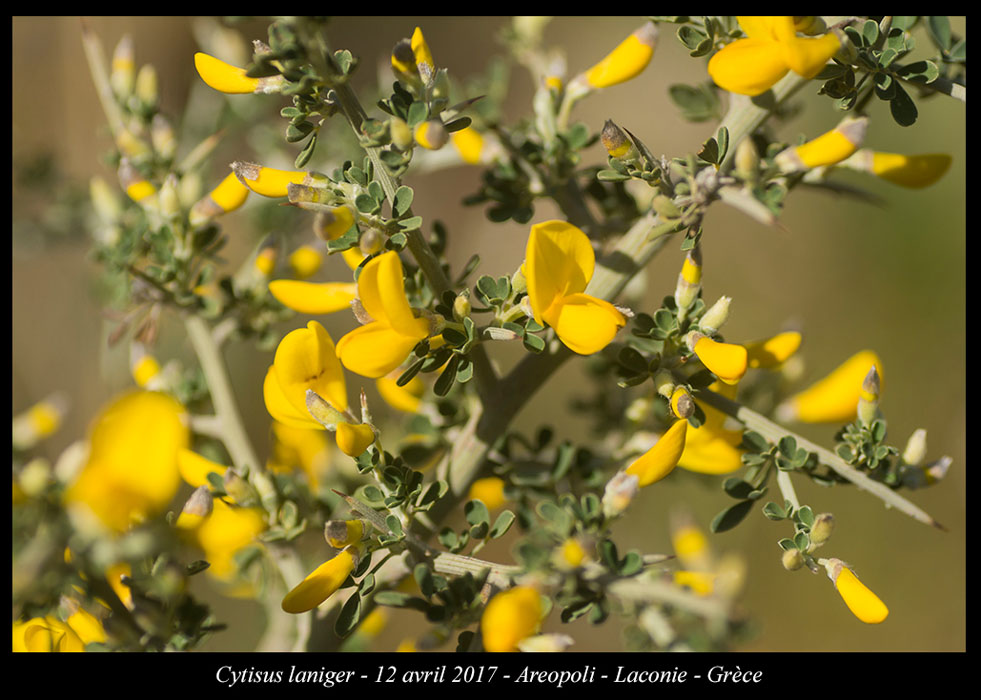 Cytisus-laniger2