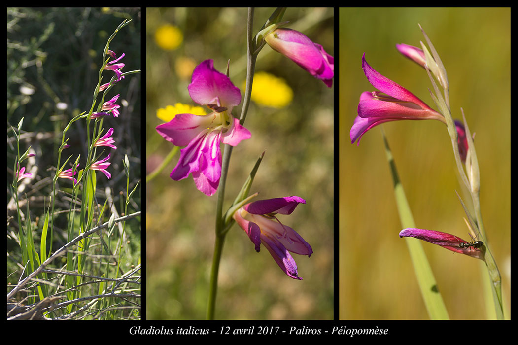 Gladiolus-italicus