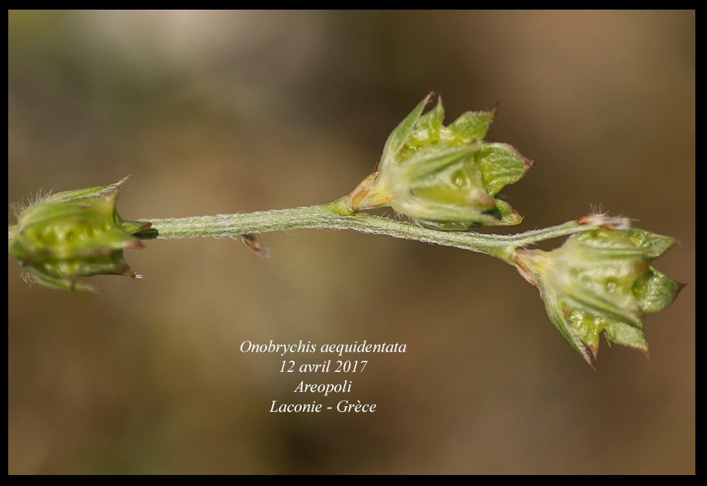 Onobrychis-aequidentata