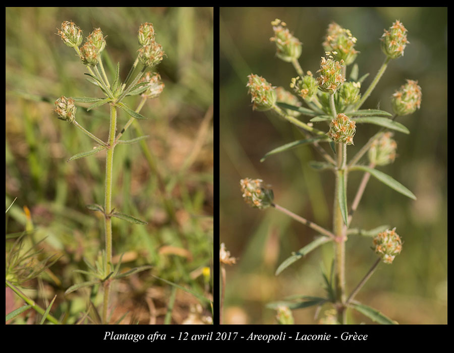 Plantago-afra