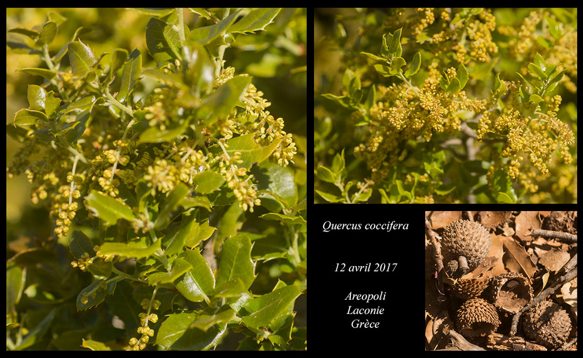 Quercus-coccifera