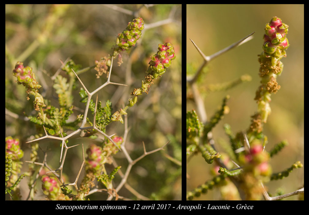 Sarcopoterium-spinosum