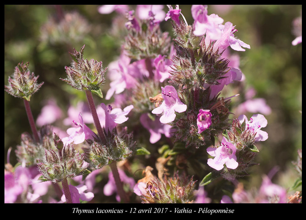 Thymus-laconicus