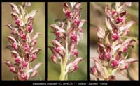 Anacamptis-fragrans