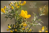 Cytisus-laniger