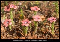 Linum-pubescens