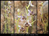 Ophrys-stavri3