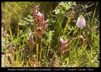 Serapias-orientalis-&-Anacamptis-pyramidalis