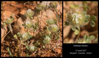 Trifolium-cherleri