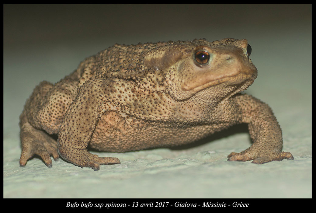 Bufo-bufo-ssp-spinosa