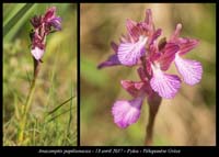 Anacamptis-papilionacea