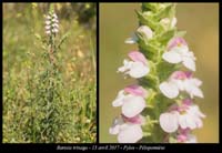 Bartsia-trixago