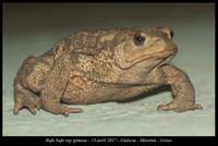 Bufo-bufo-ssp-spinosa