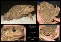 Bufo-bufo-ssp-spinosa2