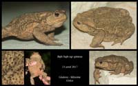 Bufo-bufo-ssp-spinosa3