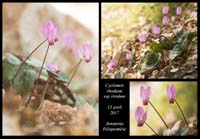 Cyclamen-rhodium-ssp-vividum