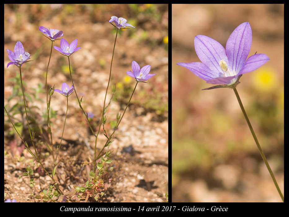 Campanula-ramosissima