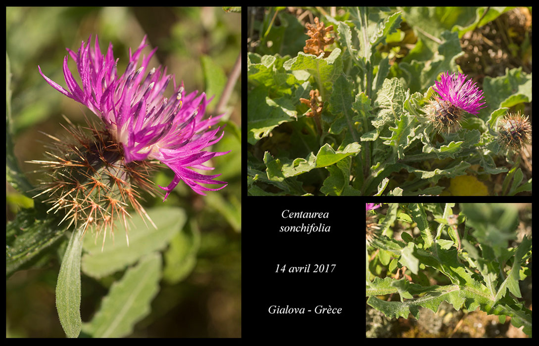 Centaurea-sonchifolia