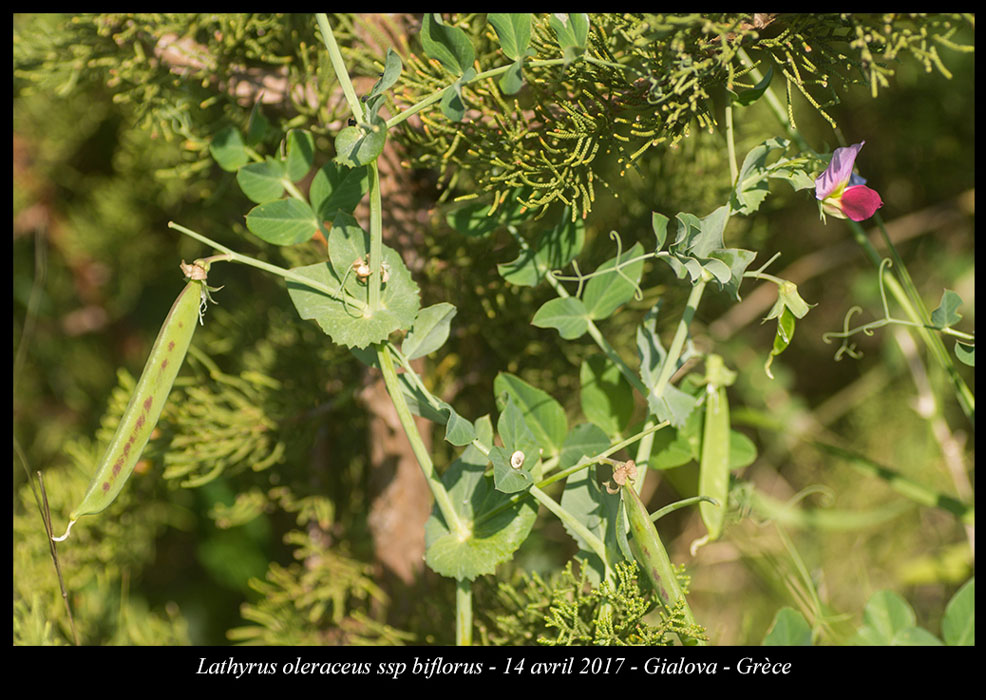 Lathyrus-oleraceus-ssp-biflorus