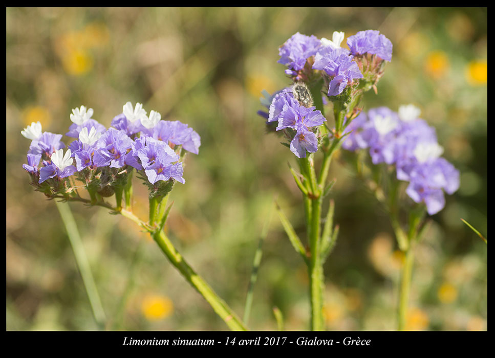 Limonium-sinuatum