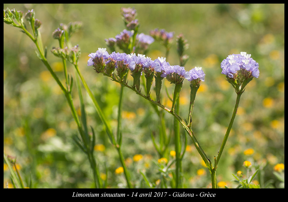 Limonium-sinuatum2