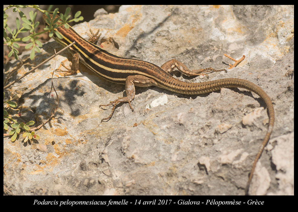 Podarcis-peloponnesiacus-femelle