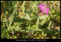 Centaurea-sonchifolia2